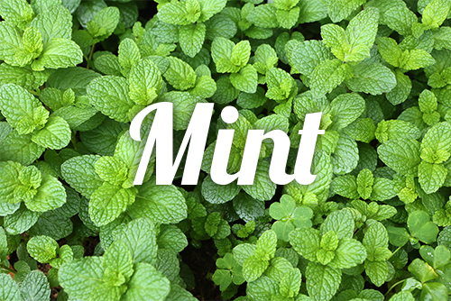 Mint